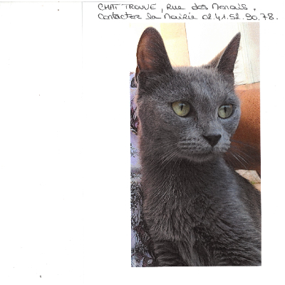 Chat trouvé depuis le 29/08  rue des menais / merci de contacter la Mairie 