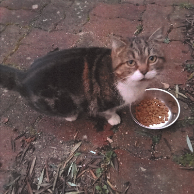 Chat trouvé depuis 10 jours / merci de contacter la Mairie 