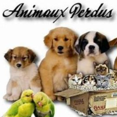 Animaux trouvés/perdus
